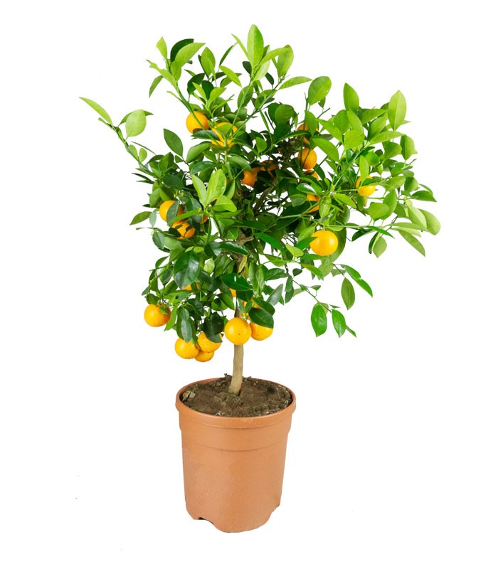 Pianta di Calamondino