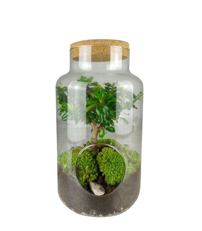 Carmona Bonsai in vetro