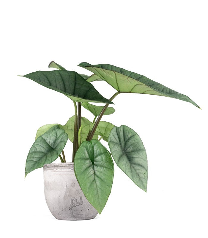 Alocasia Platinum