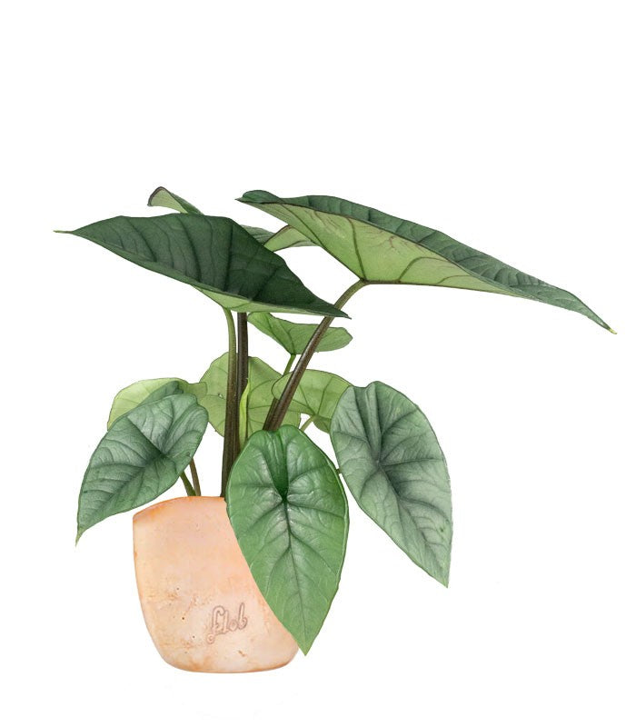 Alocasia Platinum