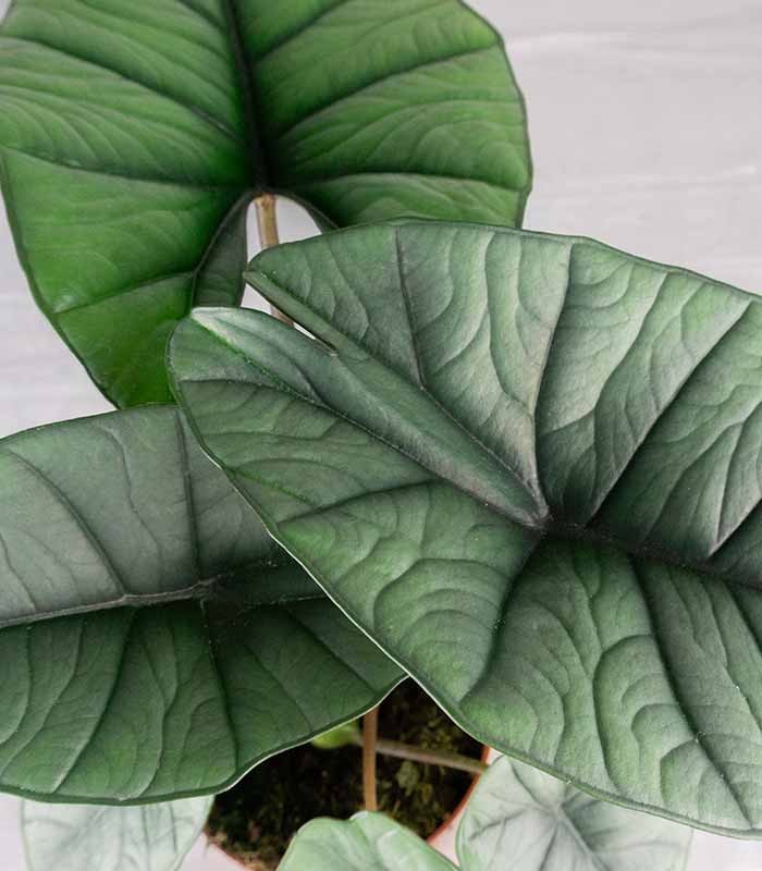 Alocasia Platinum