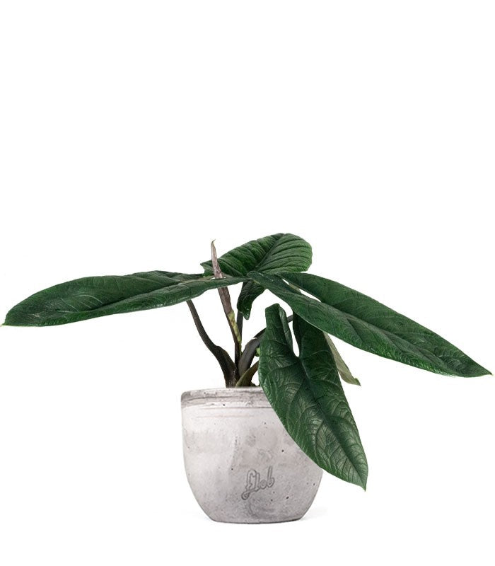 Alocasia Scalprum