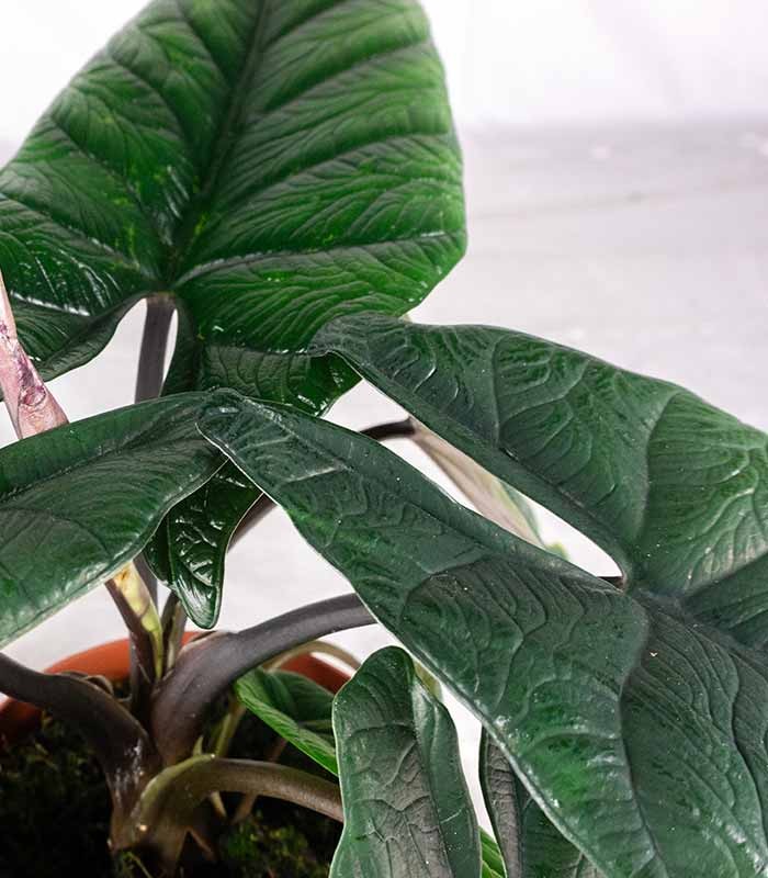 Alocasia Scalprum