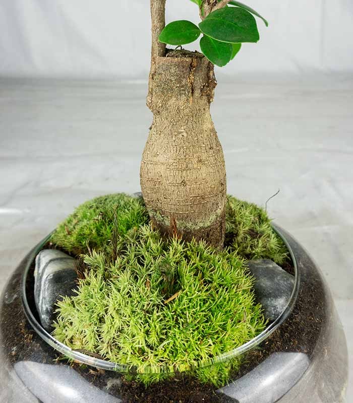 Bonsai Ficus Ginseng in ciotola di vetro