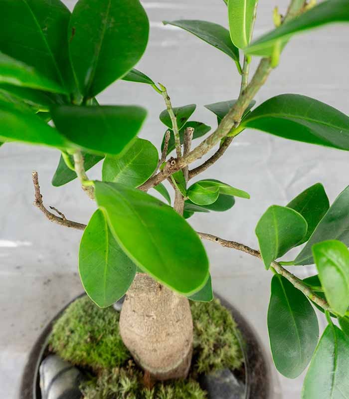 Bonsai Ficus Ginseng in ciotola di vetro