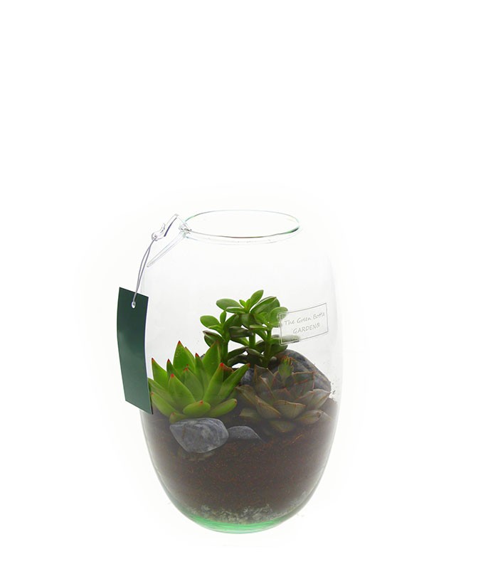 Terrario in vetro con succulente