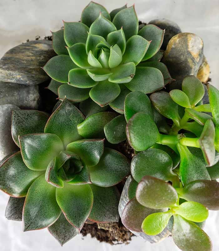 Terrario in vetro con succulente