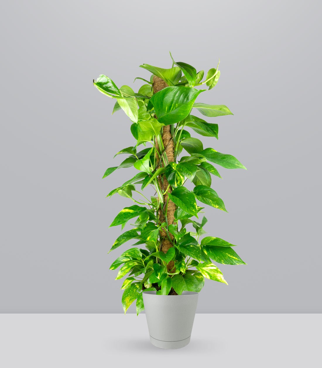 Pothos a Palo Alto da 90 cm