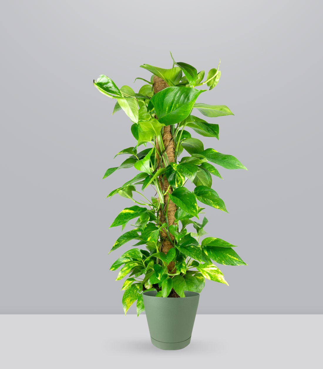 Pothos a Palo Alto da 90 cm