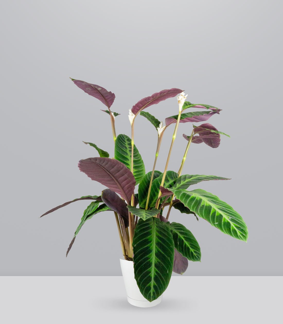 Calathea warscewiczi | 100 cm