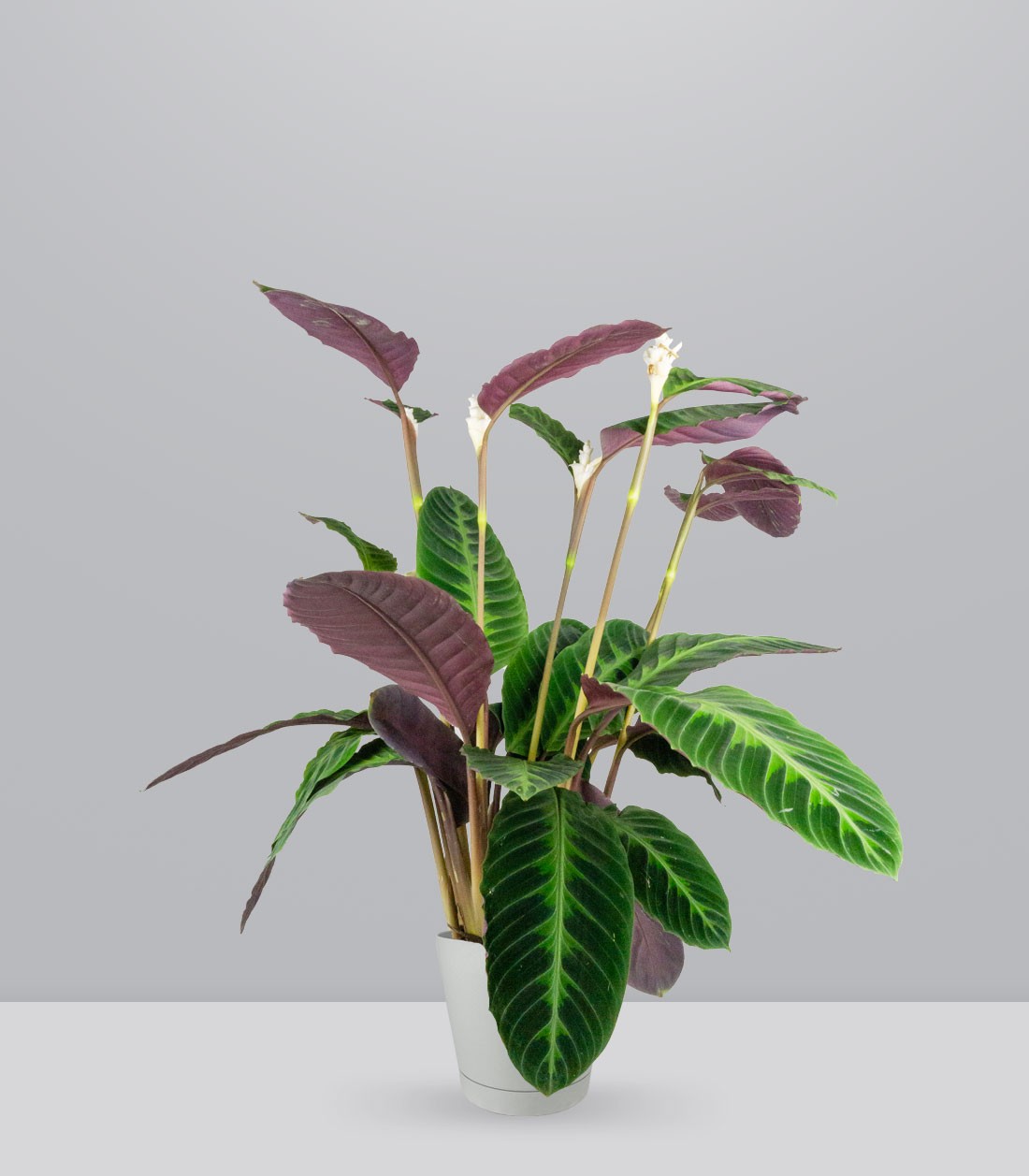 Calathea warscewiczi | 100 cm