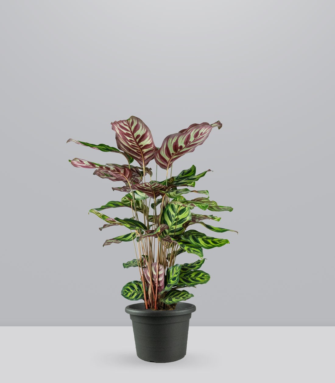 Calathea Makoyana | 80 cm