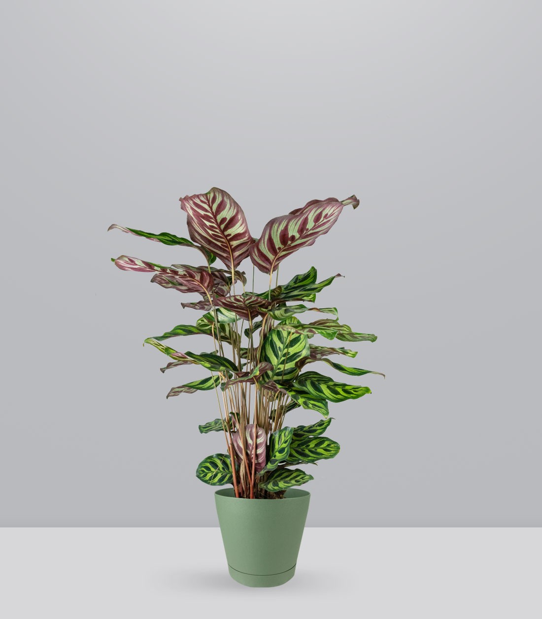 Calathea Makoyana | 80 cm