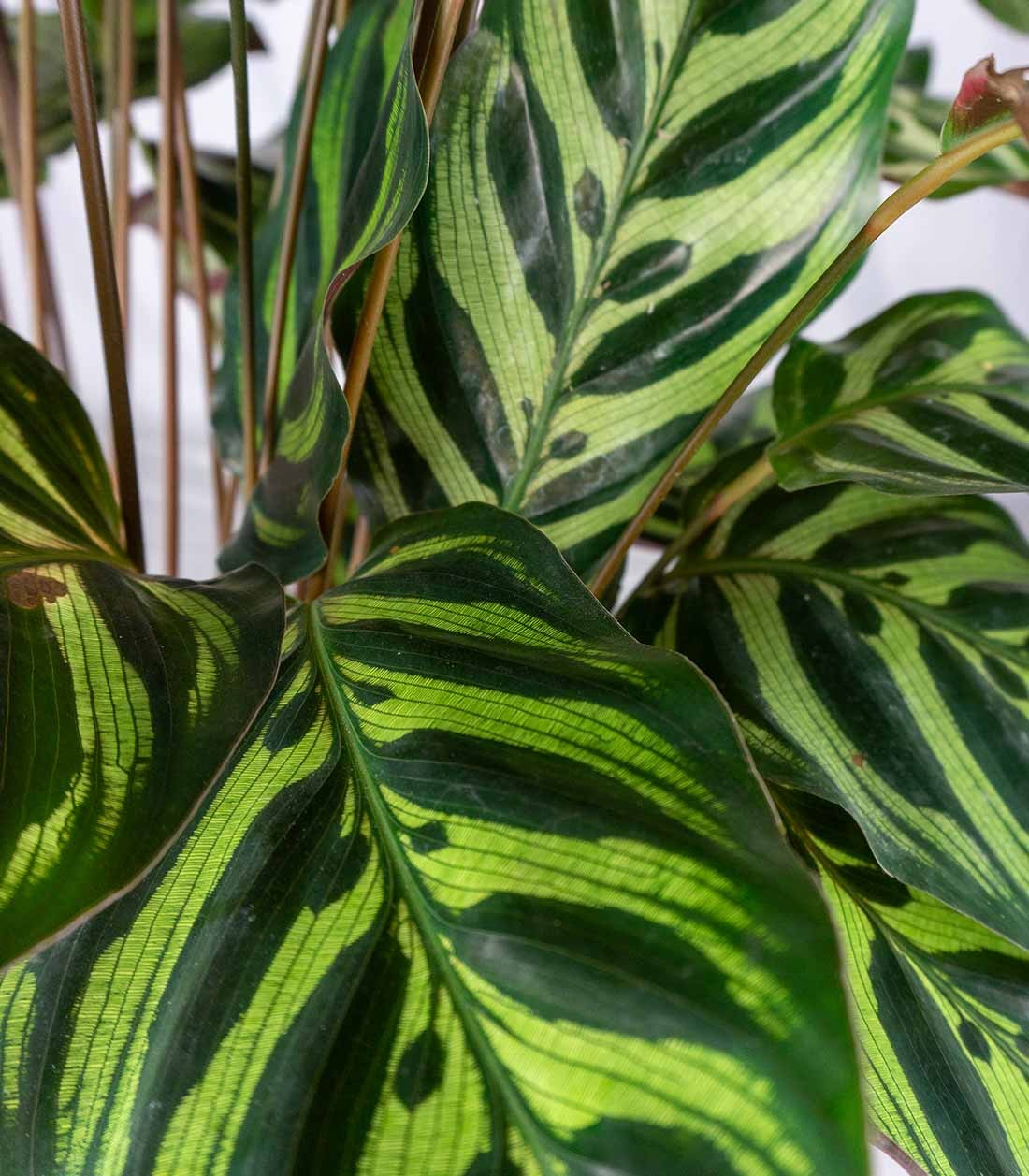 Calathea Makoyana | 80 cm