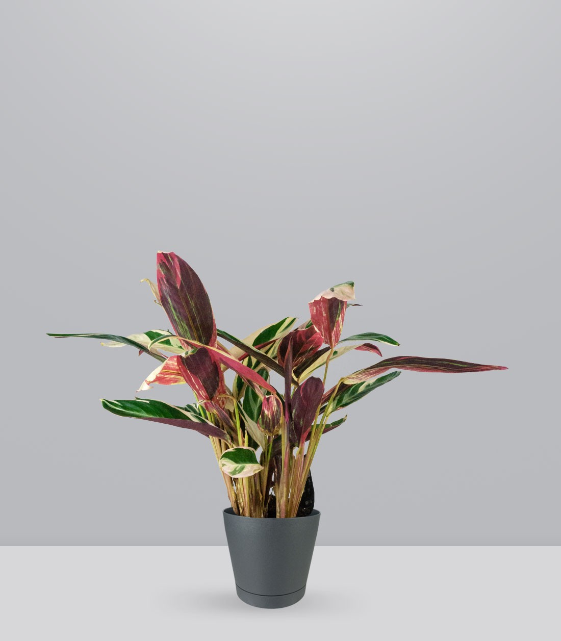 Calathea Triostar | 60 cm
