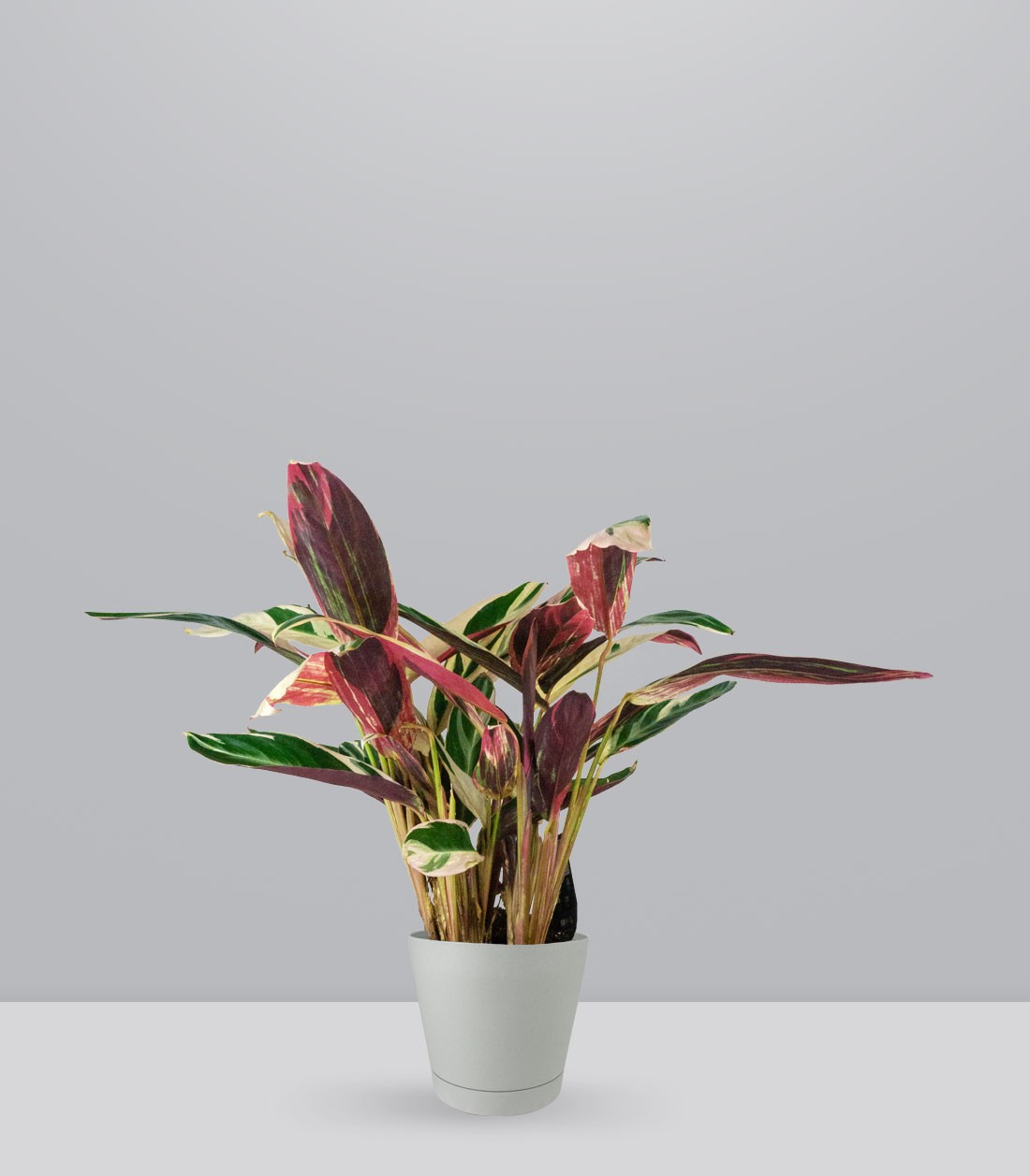 Calathea Triostar | 60 cm