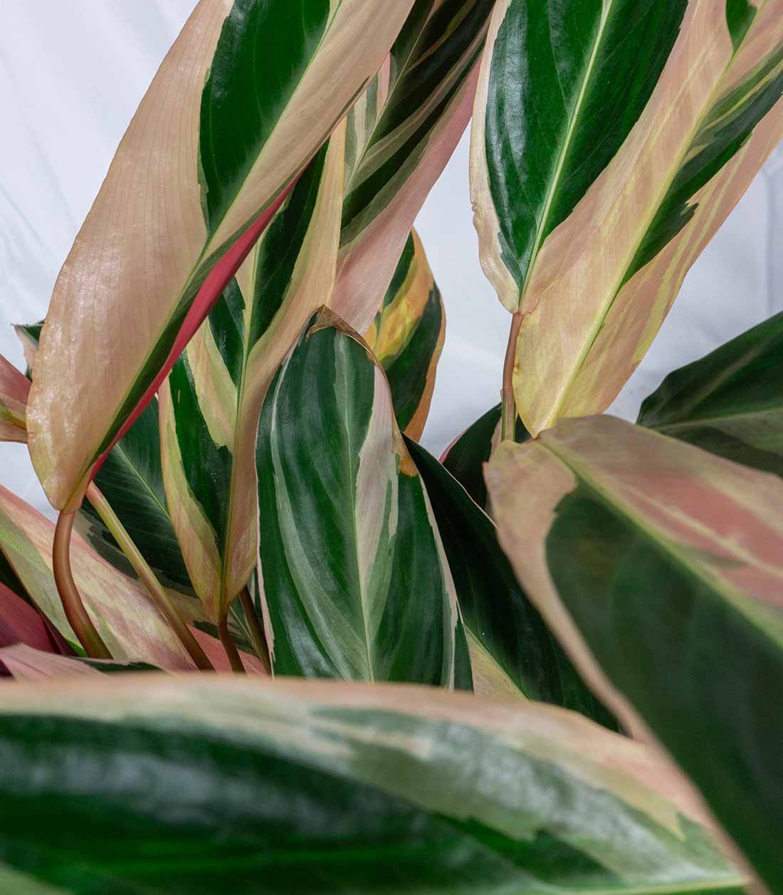 Calathea Triostar | 60 cm