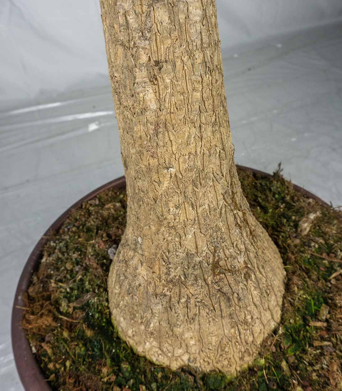 Beaucarnea Nolina o Pianta Mangiafumo | 80 cm