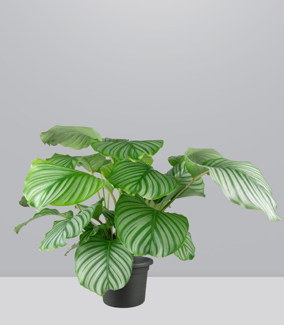 Calathea Orbifolia | 70 cm