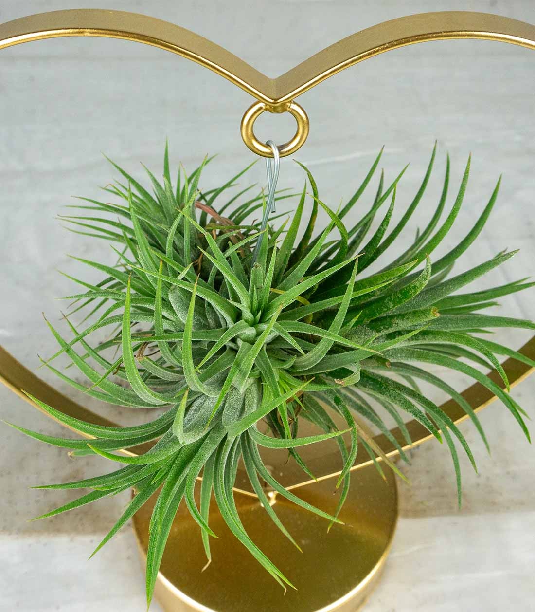 Tillandsia con supporto a Cuore oro