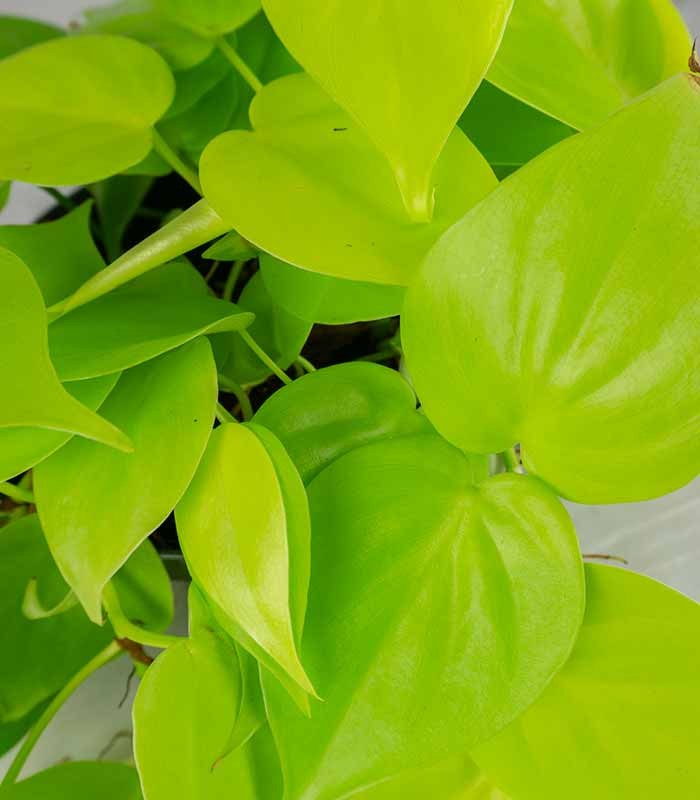 Filodendro scandens Lemon Lime