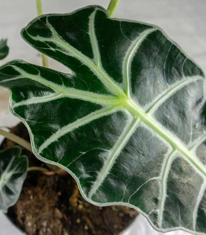 Alocasia Polly