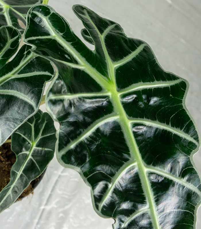 Alocasia Polly