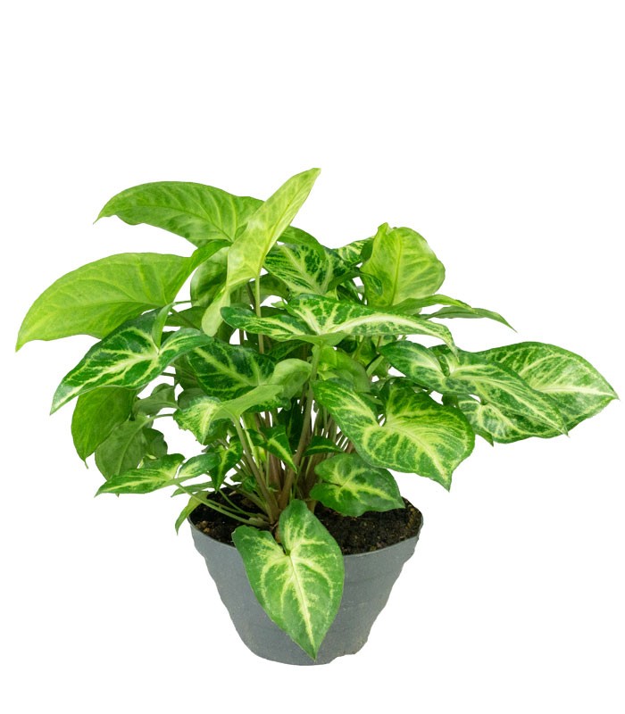 Singonio variegato Arrow