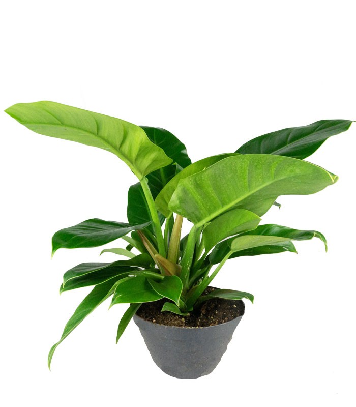 Filodendro Imperial Green