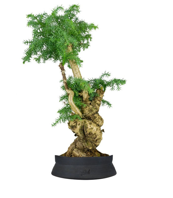 Araucaria Bonsai