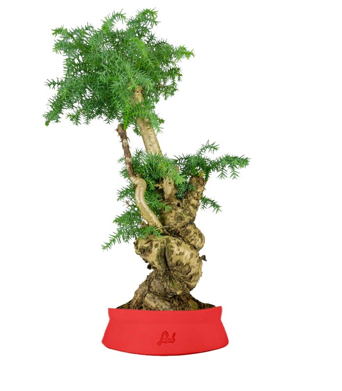 Araucaria Bonsai