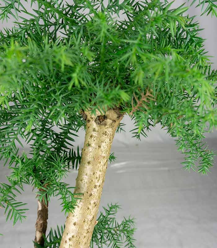 Araucaria Bonsai
