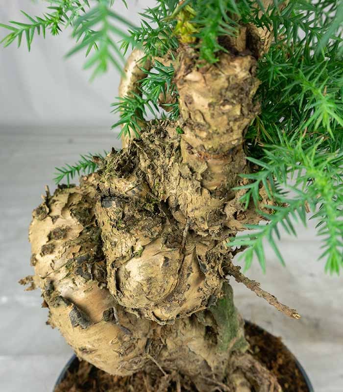 Araucaria Bonsai