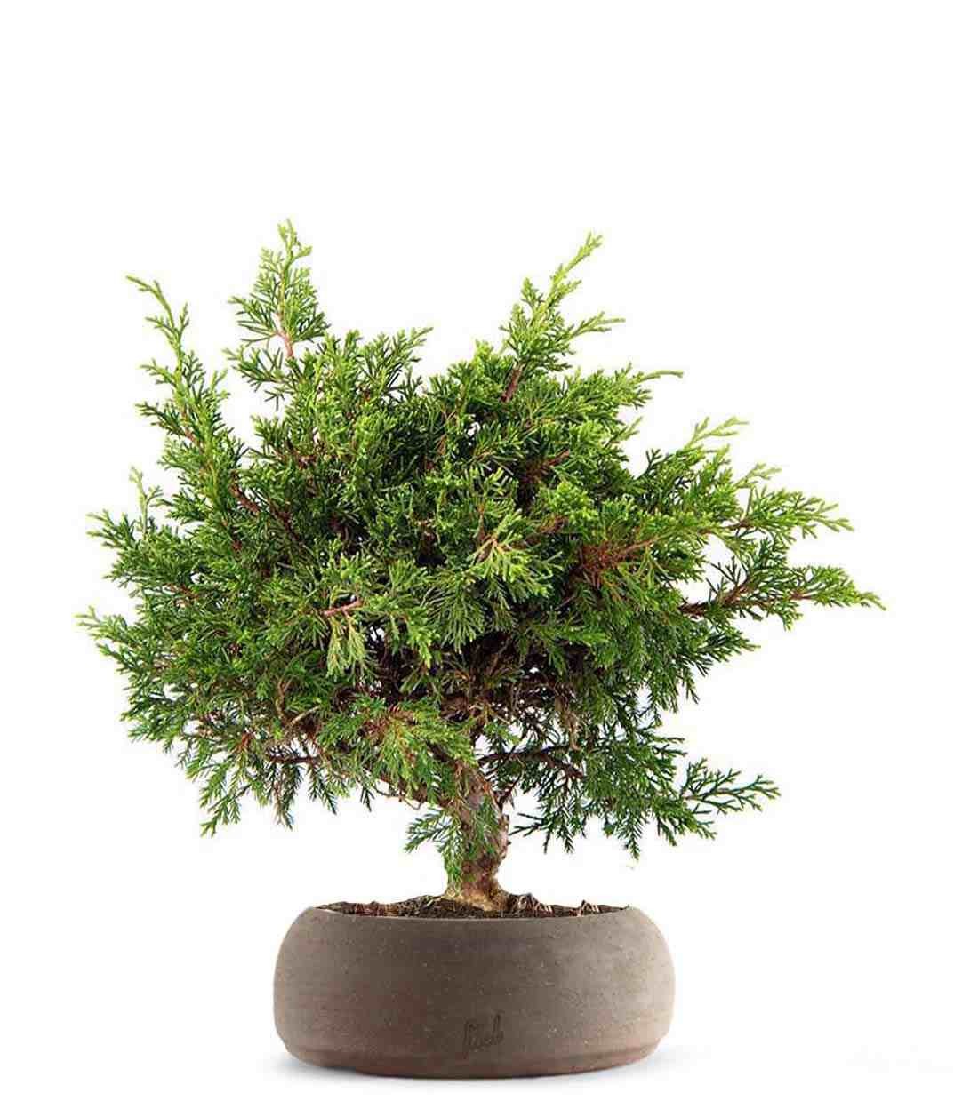 Ginepro Chinensis Itoigawa Bonsai