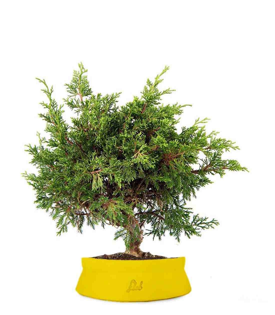 Ginepro Chinensis Itoigawa Bonsai