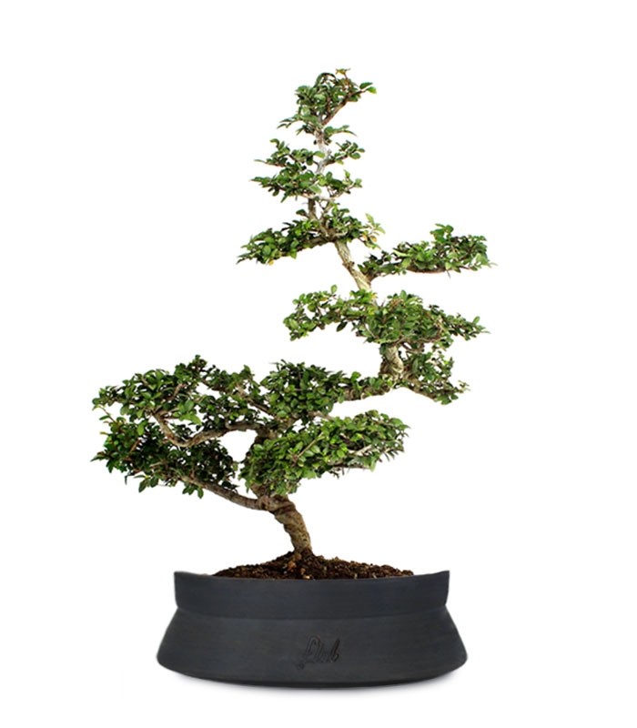 Zelkova Bonsai Impalcato