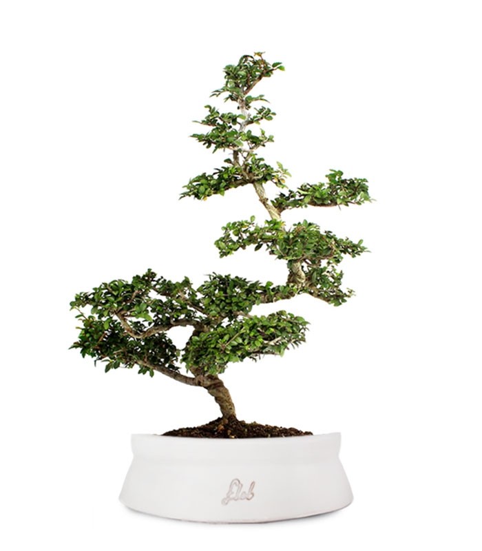 Zelkova Bonsai Impalcato