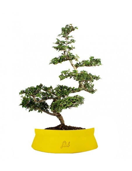 Zelkova Bonsai Impalcato