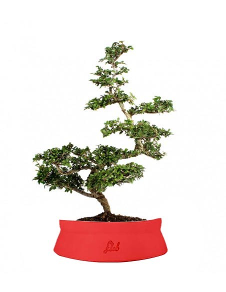 Zelkova Bonsai Impalcato
