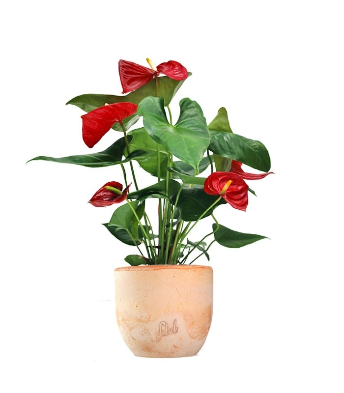 Anthurium