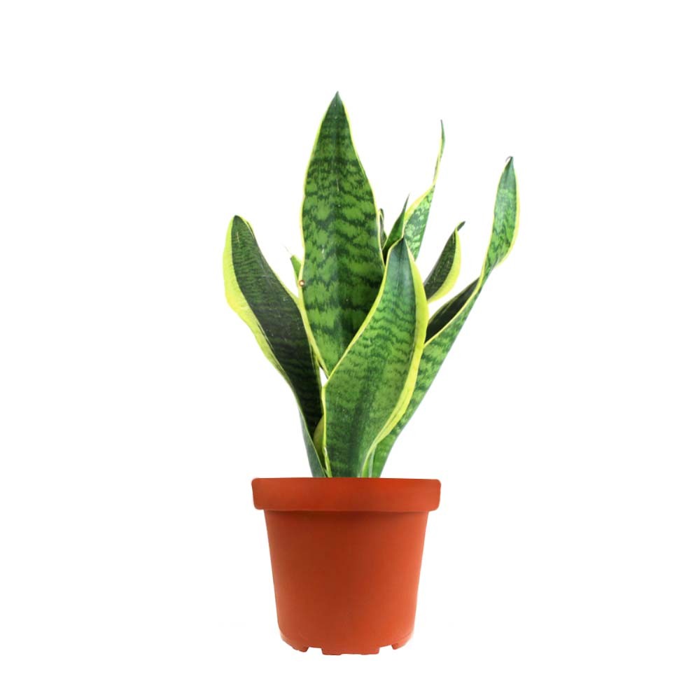 Sansevieria Trifasciata