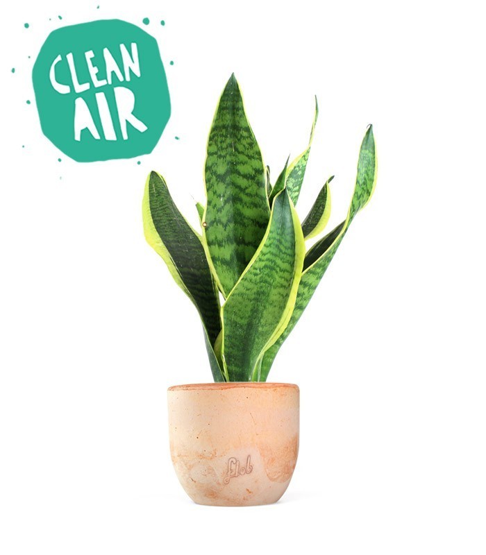 Sansevieria Trifasciata