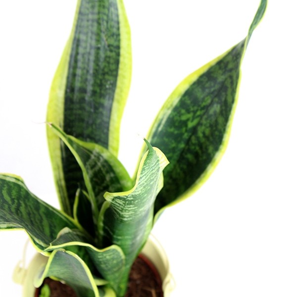 Sansevieria Trifasciata