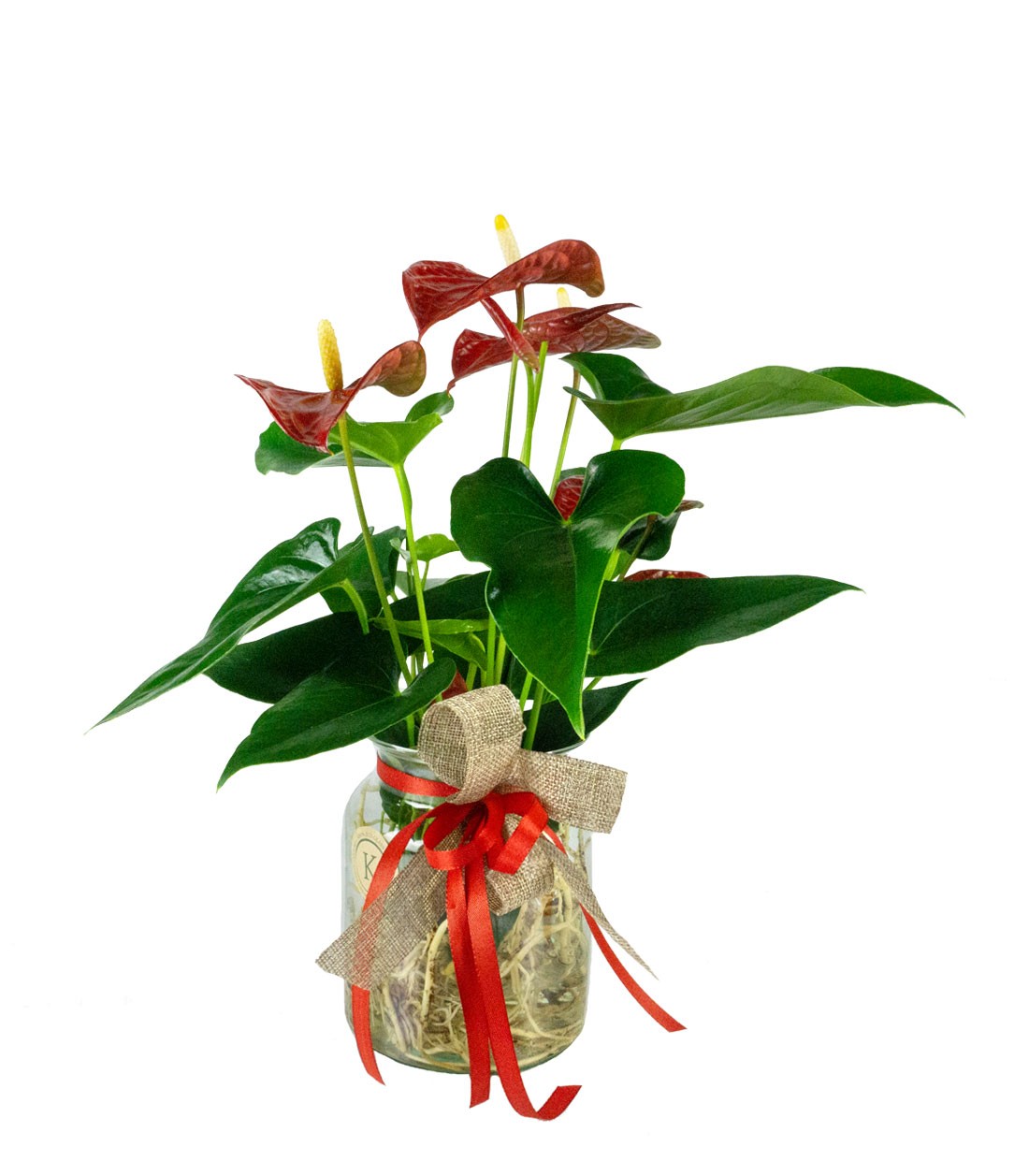 Anthurium Rosso Idroponica