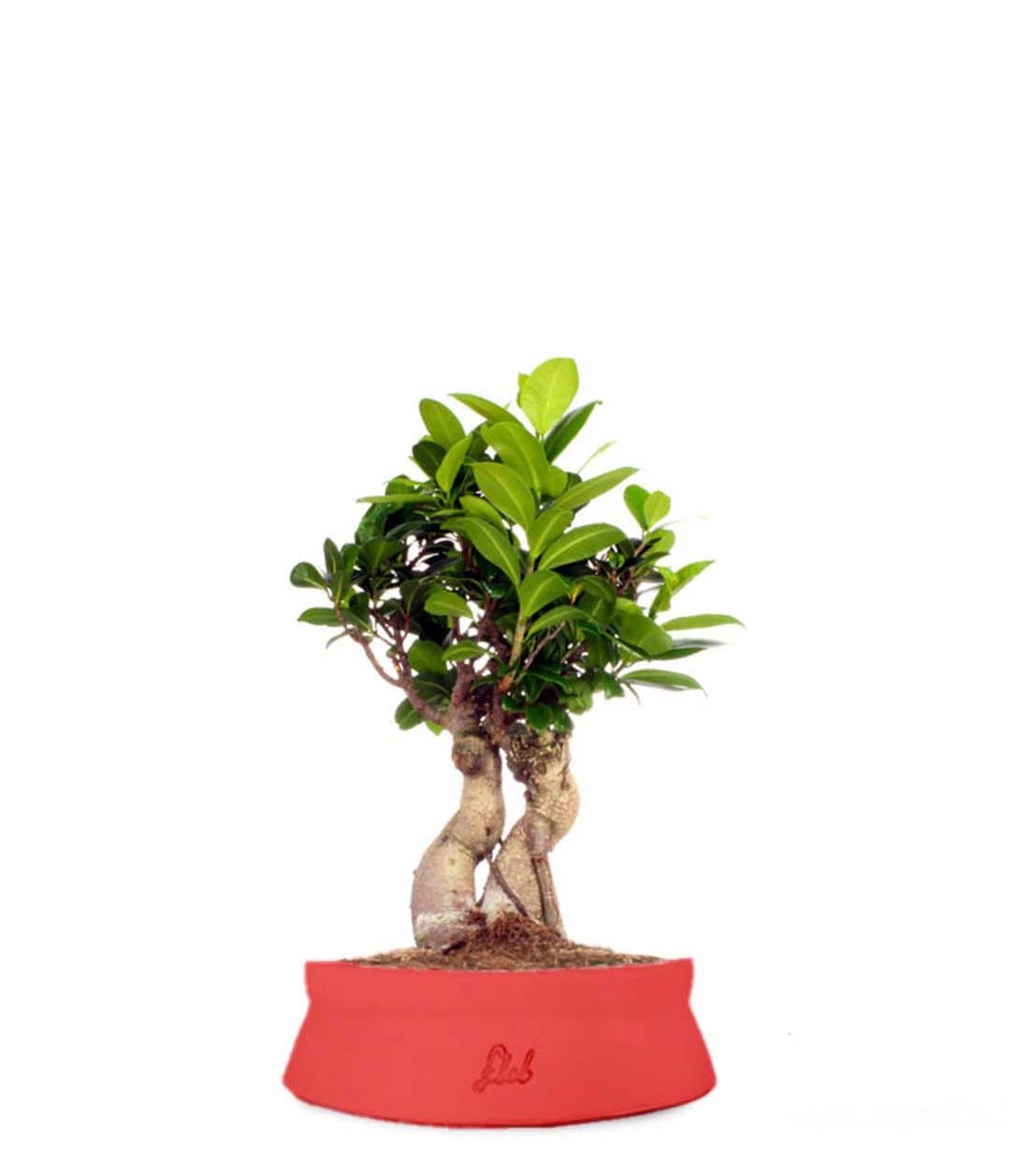Ficus Ginseng S
