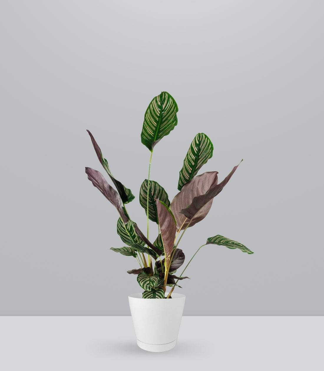 Calathea Sanderiana | 80 cm