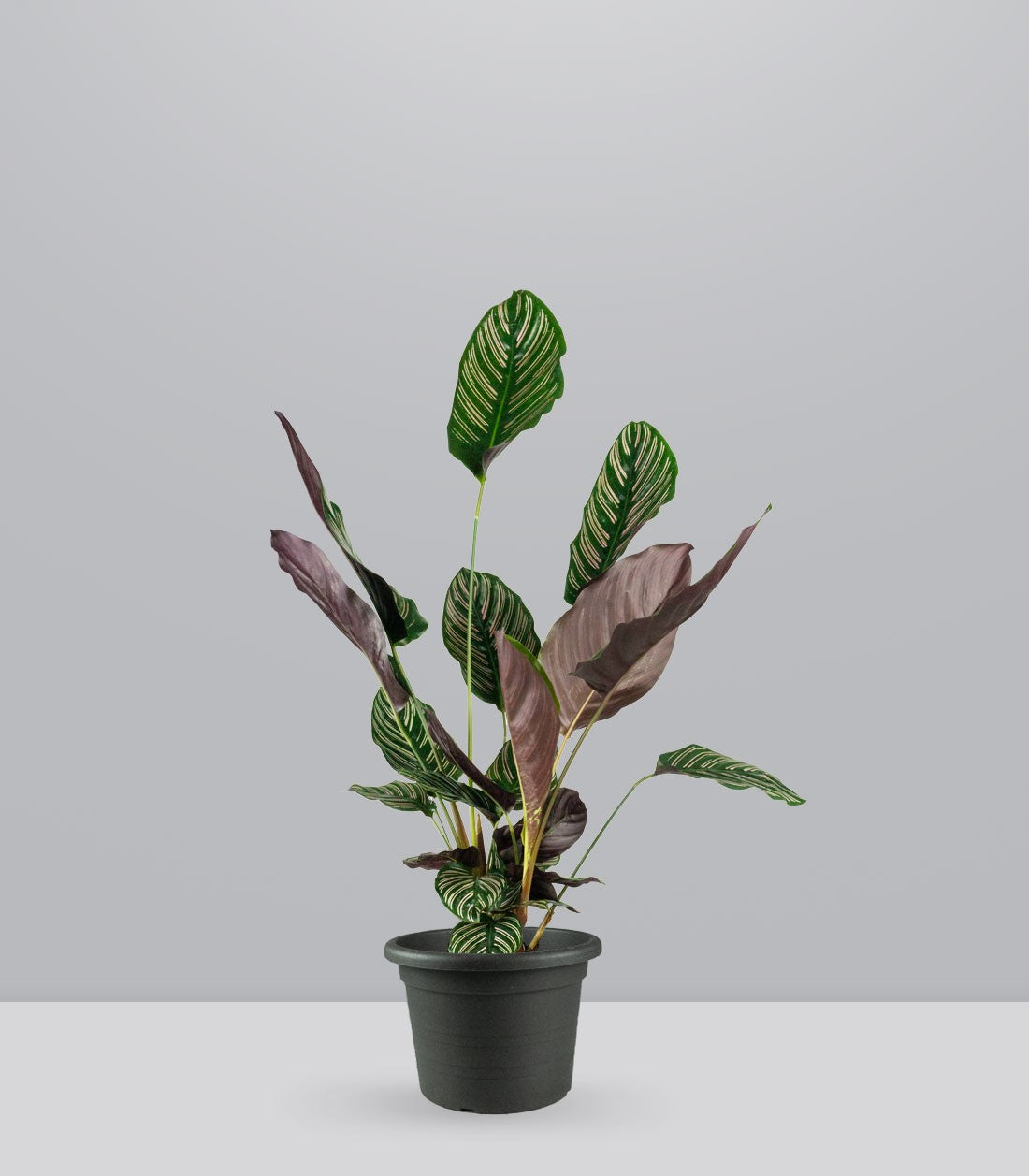 Calathea Sanderiana | 80 cm