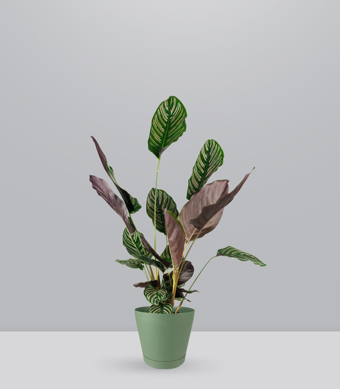 Calathea Sanderiana | 80 cm