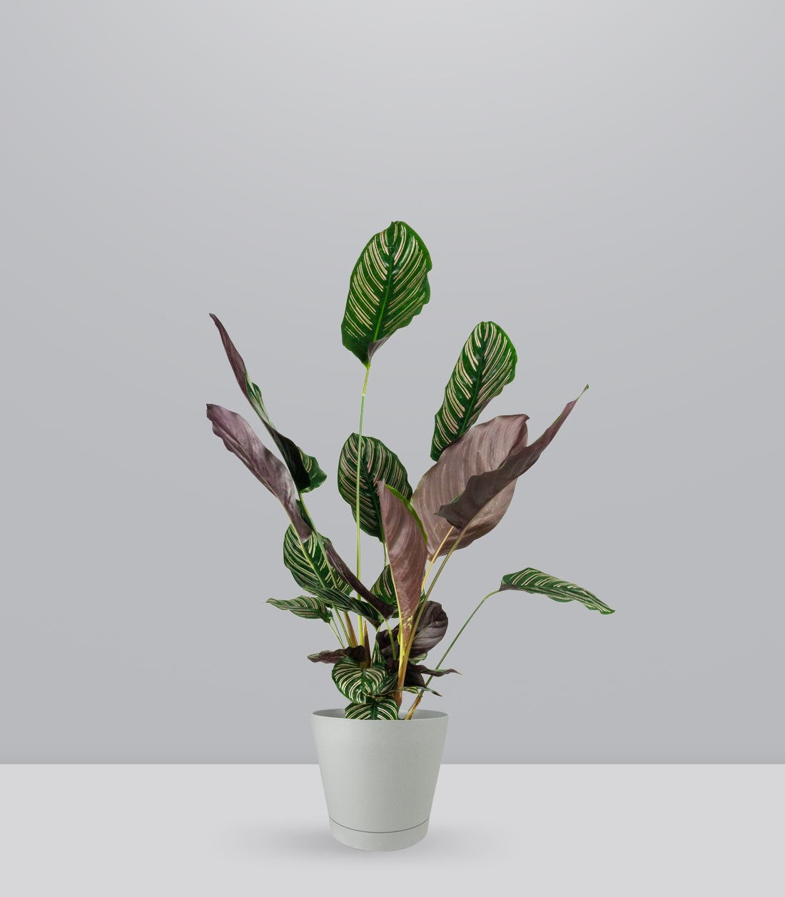 Calathea Sanderiana | 80 cm