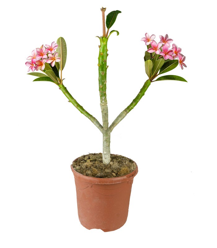 Plumeria o Frangipani